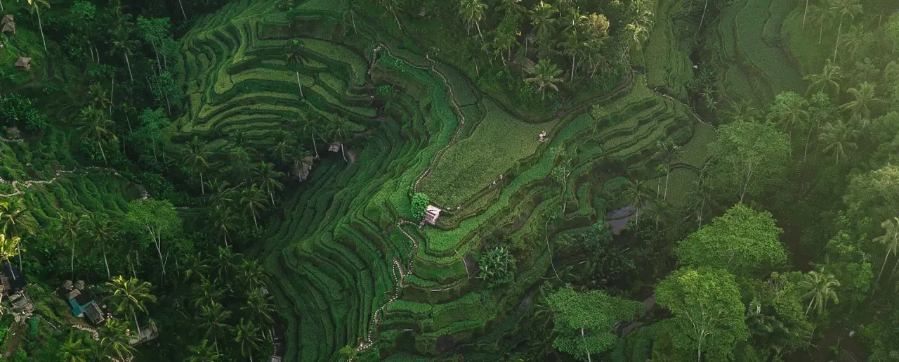 ウブドツアー、やっぱり一番人気の観光地ウブド。